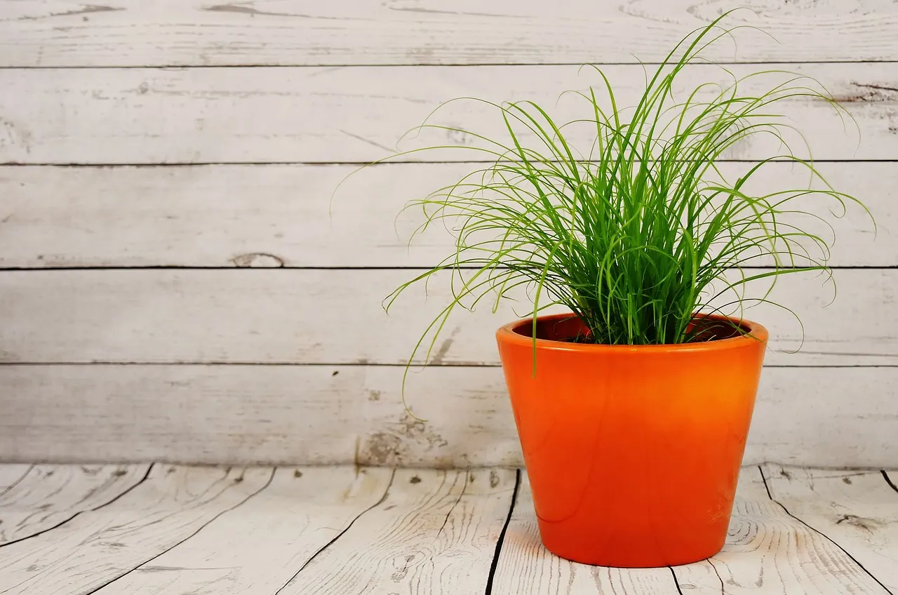 A Grassroots Startup
